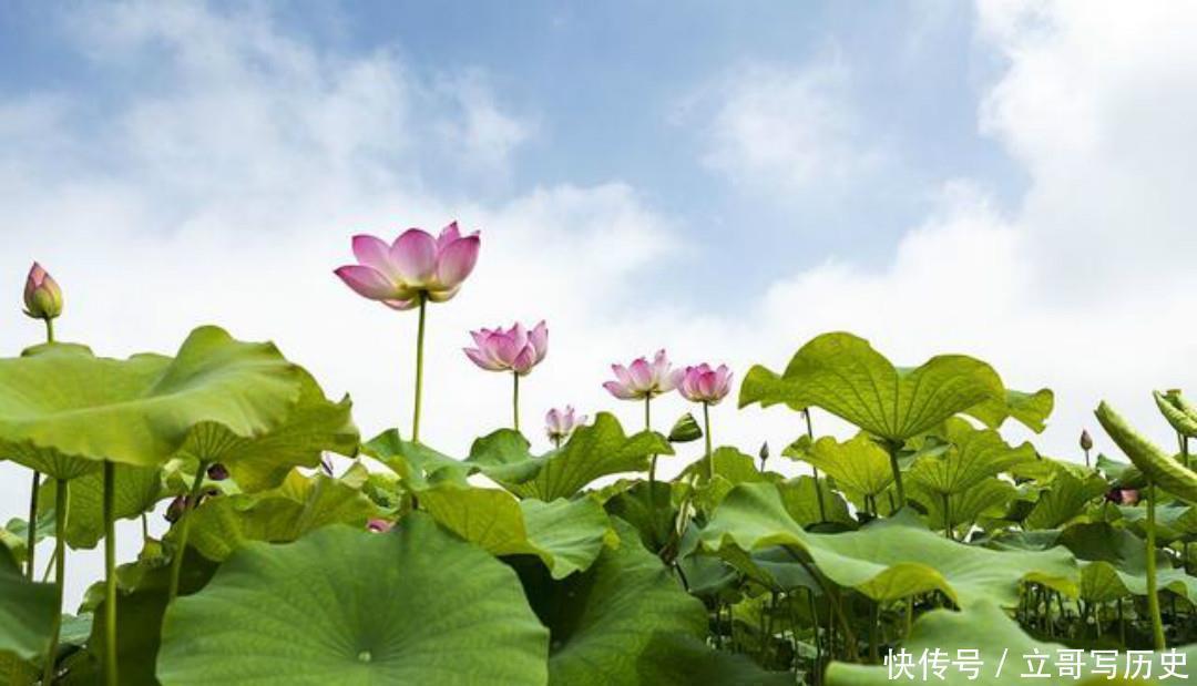 小荷|杨万里水平很高的一首诗，只是描写了寻常之景，但是每一句都很美