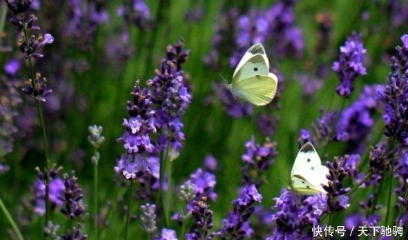 喜欢菊花,不如养盆荷包花,花似荷包,寓意吉祥富贵,亮丽多姿!