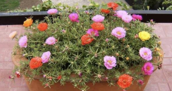 暖春来临时,培育太阳花认真做好这些事情,盆里将冒出很多新芽