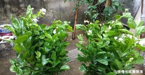 茉莉|平时该如何管理茉莉花抓住5个重点,植株枝繁叶茂、开花多