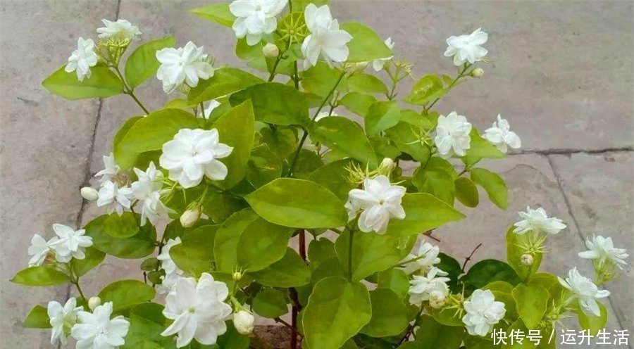 磷酸二氢钾|7月养茉莉花,浇水有讲究,掌握“5个要点”,叶子翠绿开爆盆