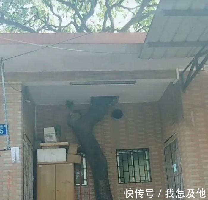 村民|百年老树村民不敢动,为建新房,他们铤而走险,网友:房子不该盖