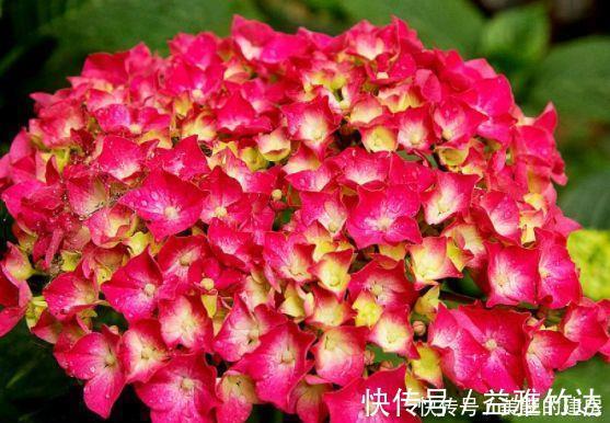 绣球花|4种盆栽花，全年有花开，种植很容易，值得栽培
