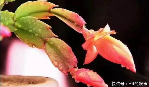 几种很耐寒的花,在冬天依旧开花美艳