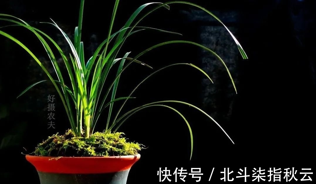 兰花要挤着长，所以不要使用大花盆？别再被误导了