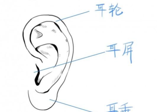  人会|耳朵有1个“能量环”，常按按五脏很少再“闹情绪”，很少人会用