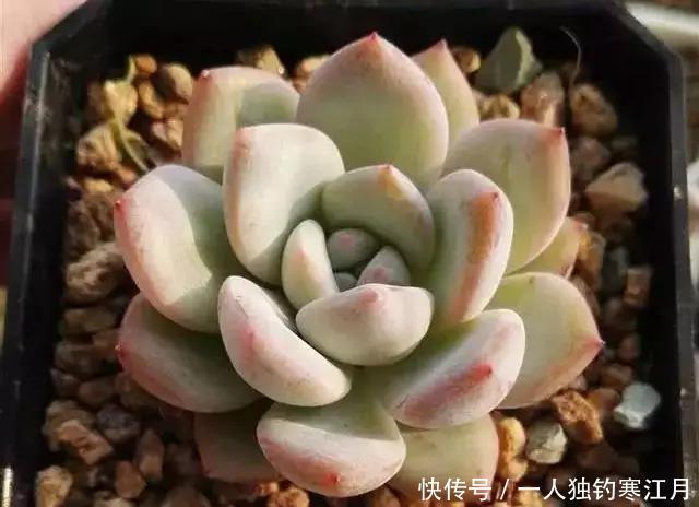 6招教你判断多肉是否缺水,掌握4季浇水法则