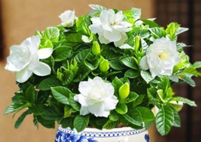 养花就养4种花,家里养一盆,花量大不操心,越养越喜欢