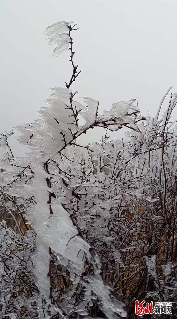 云顶|组图｜美翻了！河北平山驼梁云顶现雾凇景观