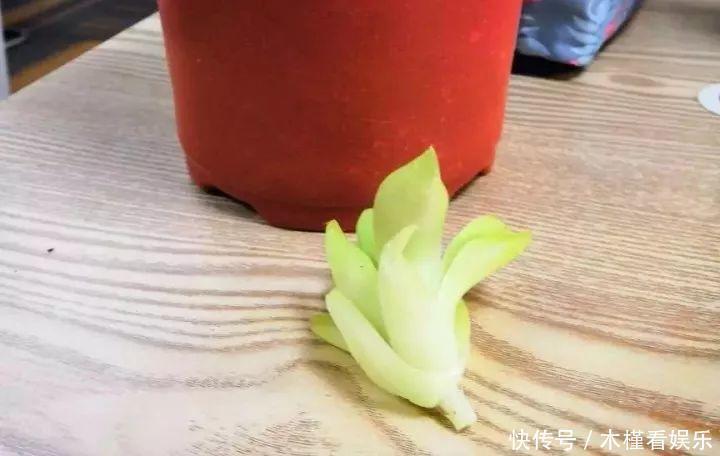 碰上这种多肉,直接分株吧,毕竟是圈里出名的叶插老大难!