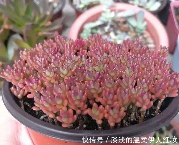 紫米粒“死不了”，怎么养都不死，喜欢“被虐”，3个月变一缸