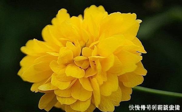 此花是高贵的象征,有着黄榆叶梅美誉,有着美好幸福的寓意