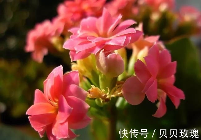 长寿花不好养,这样嫁接,以后不烂根,不黑腐,花开多爆盆