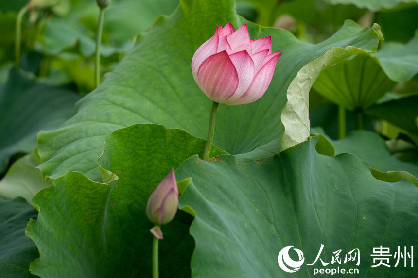 仙界|贵阳白云：荷花盛开引客来