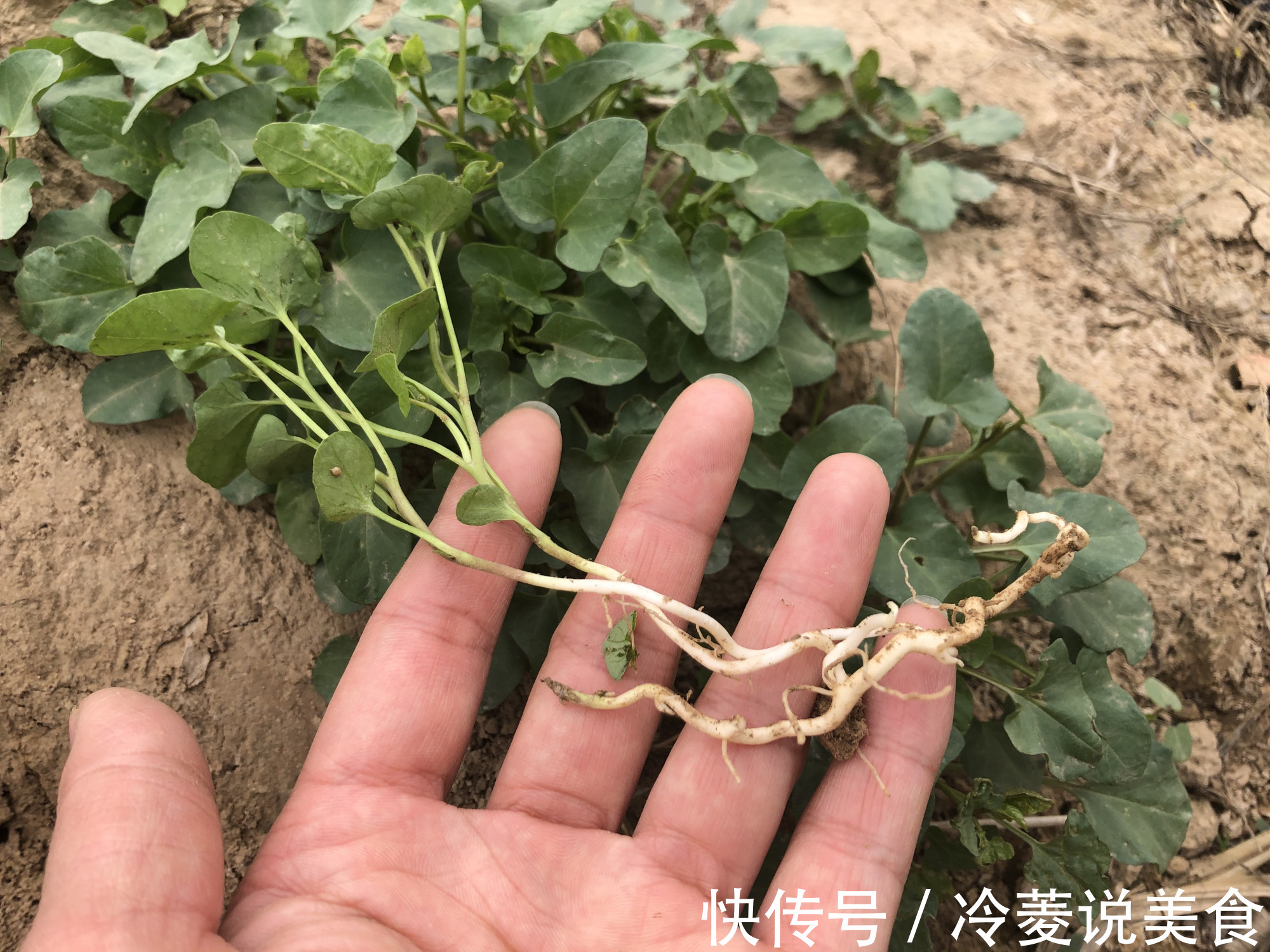 刺儿菜|这8种野菜很常见,但很多人不知道能吃,你认识几种