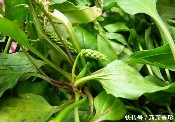 田間的一種“豬耳朵”草,消炎殺菌,功效是“蒲公英”的百倍
