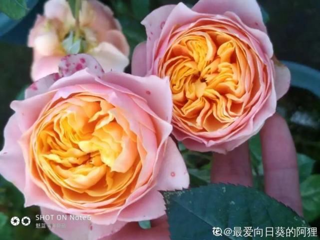 美人般的花，花开瞬间美到窒息，谁见都夸