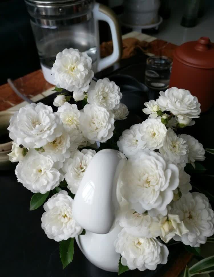 花草今春新宠“彗星”藤本月季花,一起看看它的特点和养护要点