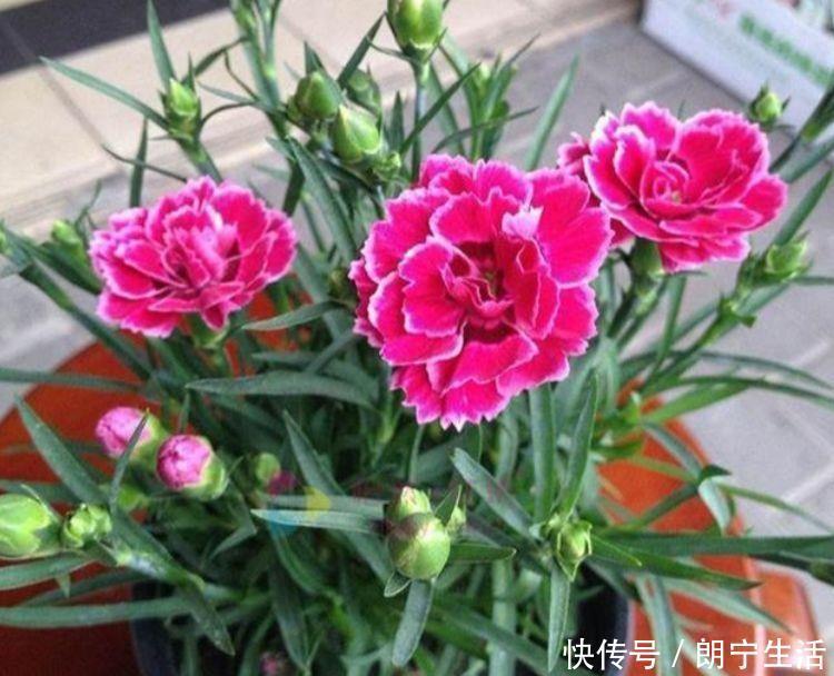 四季|阳台选此4款花卉,四季开花不停,花香四溢香满屋