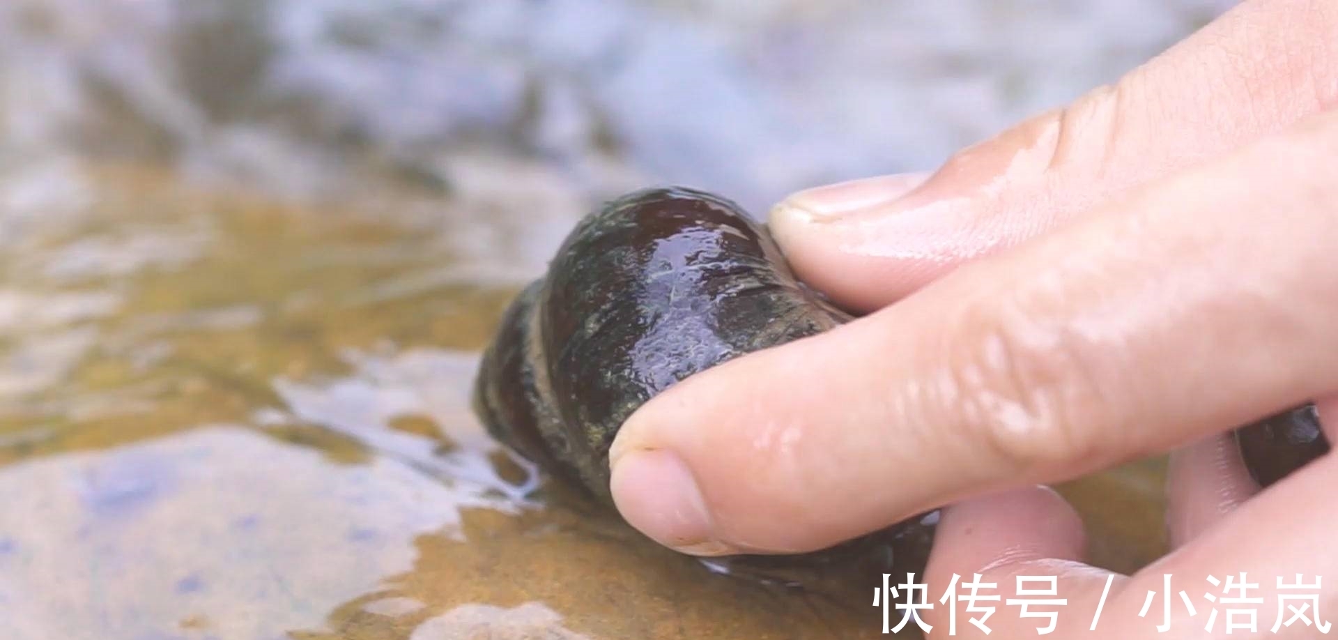 宵夜|手把手教你做宵夜,炒一锅大田螺,吃得特别爽!