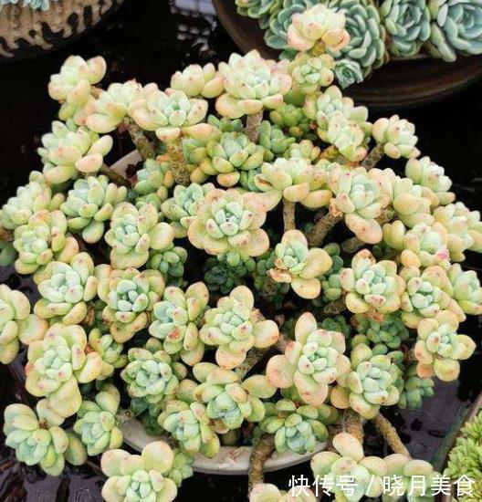 软萌可爱|自带香味的多肉劳尔,12月经常做4件事,软萌可爱美极了