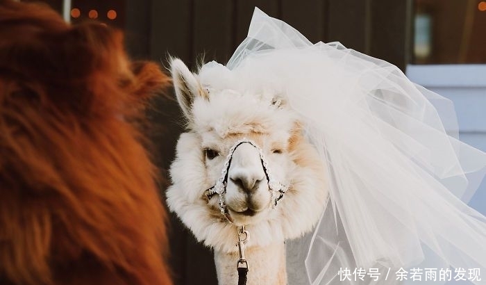 趣图:婚礼的时候一般会邀请什么人?嗯,草泥马伴娘没见过吧?