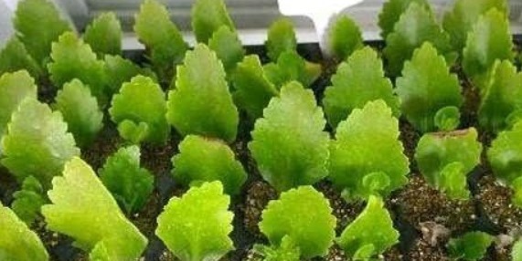 别再花钱买生根粉,那才是万能的生根剂,养啥都能长大白根