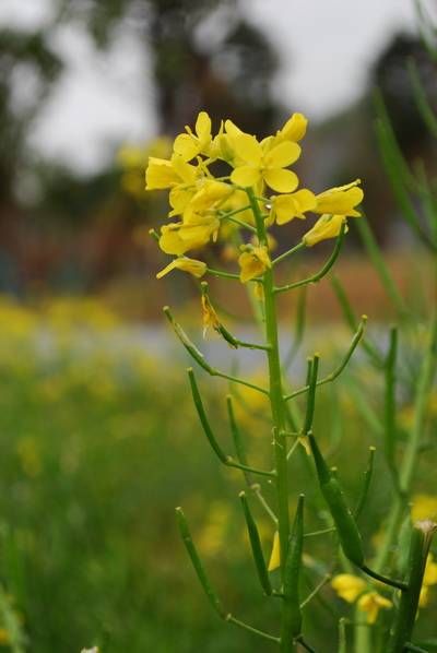 戏锦|雨洪公园赏油菜花,森林公园看樱花戏锦鲤鱼