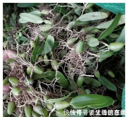 本草纲目|长于悬崖峭壁的“桃子”,可与石斛一较高下,1斤35元快被挖绝