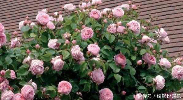 珍稀|淡雅别致,花枝繁茂,珍稀月季康斯坦斯普赖,是养花之首选