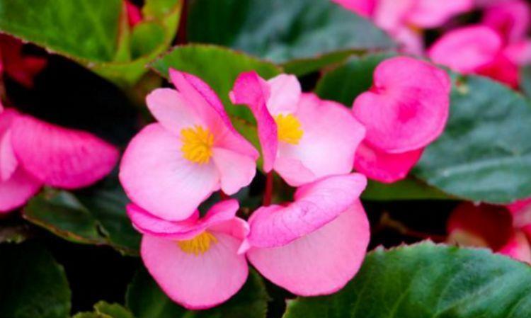 阳台养花,不妨养这4款植物,年年开花不断,颇受大家的喜爱