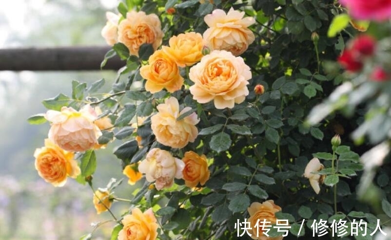 发现一户庭院,真是太有才了,藤本月季铺满角落,太美了