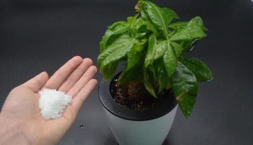小窍门|不管多难养的花,浇水时加点它,不黄叶还不烂根,比花肥还好用