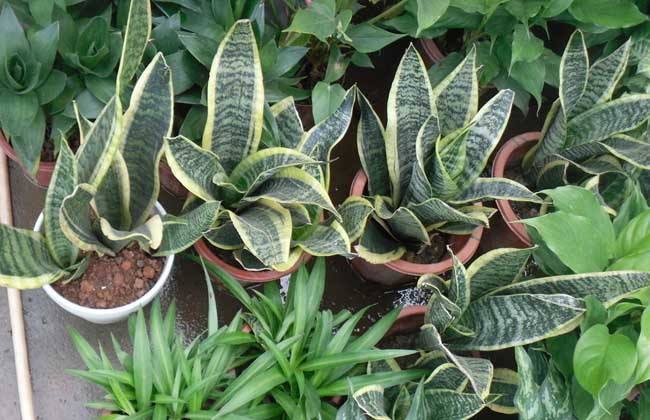 张大爷养虎皮兰,浇水施肥只用“它”,半年养出60多盆,太漂亮了
