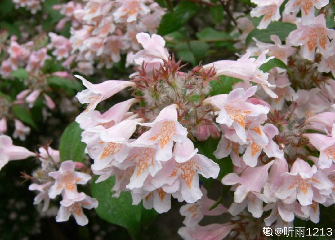 1种花长得像金鱼,耐寒好养活,种得越多越壮观