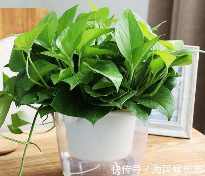 根部|绿萝什么时候浇水好选对3个“黄金时间”浇水,绿萝翠绿生长旺