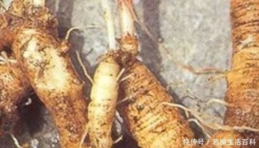 种植物|山中一野货无人识,市面一斤要卖几十块,常吃可以起滋补作用