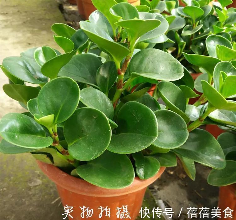 豆瓣花可以放在卧室吗,应该如何养护