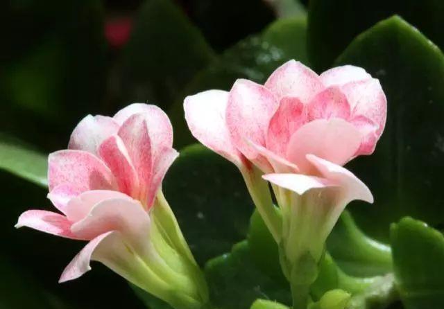 季节|这4种花,剪个枝插水里,10天就生根,当下季节最佳