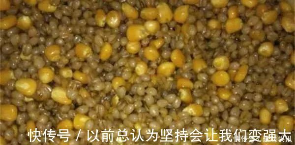 青草鲤|野钓必杀饵料，通杀青草鲤，大鱼一条接一条，拉杆到手臂疼