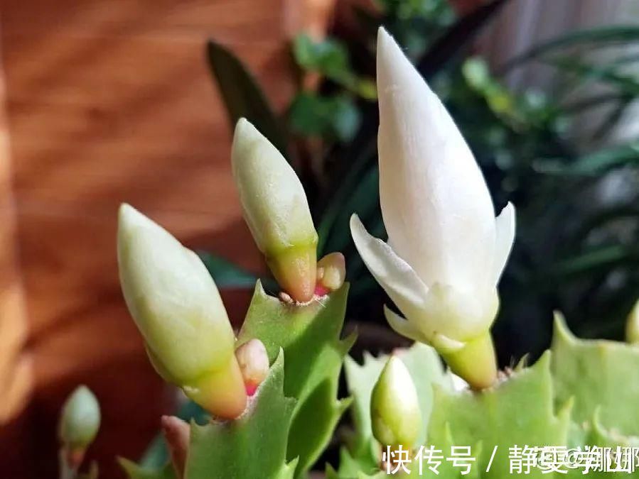 叶子|养护蟹爪兰，要注意8个要点，才能开出仙气飘飘花