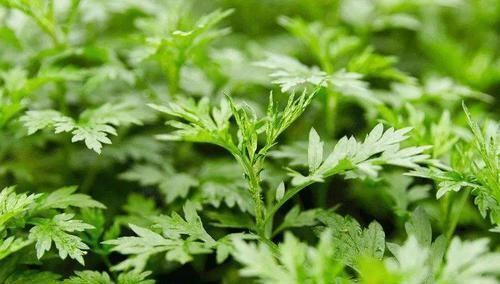 私处|又复发炎症了?别担心,睡前用它们泡水喝帮你消炎杀菌