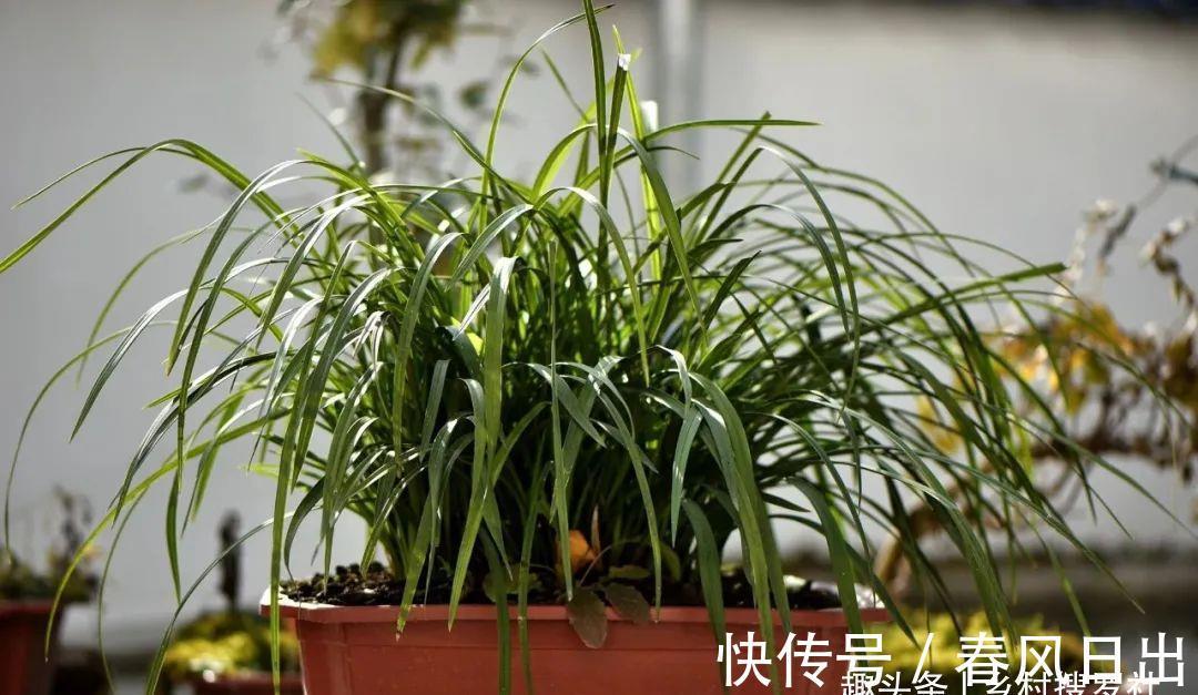 浇水|新手养兰花,别再这样浇水了!