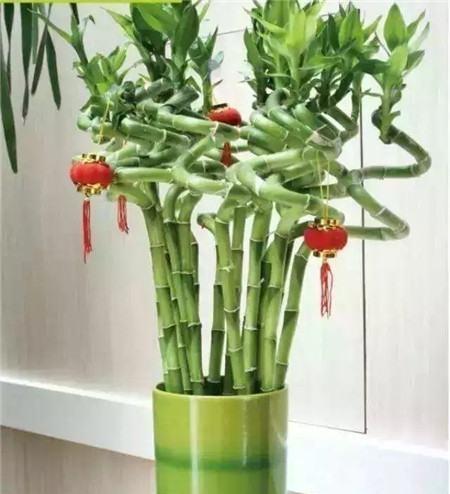 花卉|有钱人家都养这“4种花”,美观大气、旺运招财,财神爷不请自来