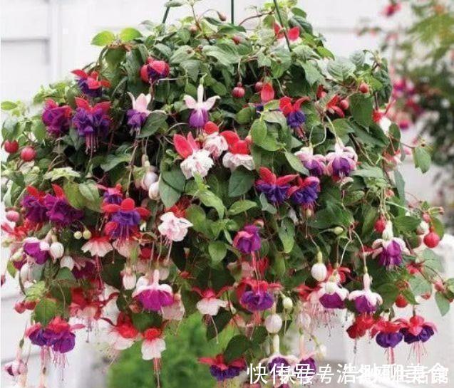 4种花最适合冬天养，浇水点就疯长，开花漂亮，人见人爱