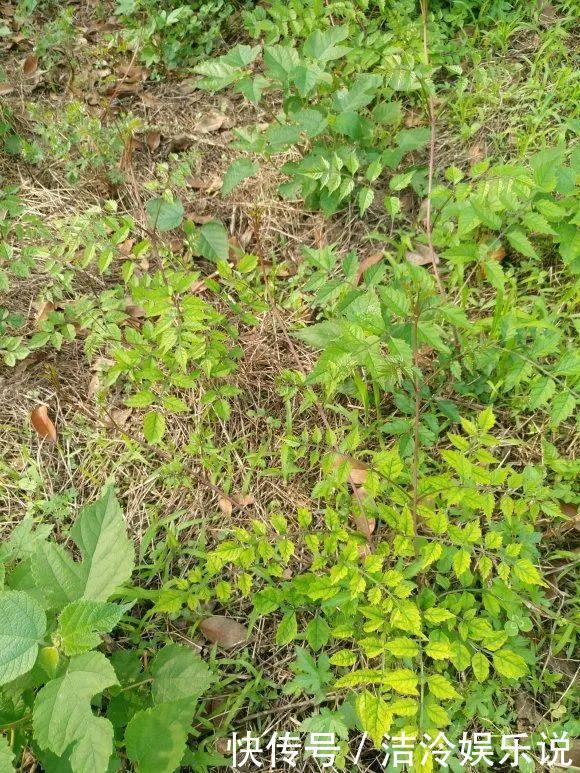 5种花最好别养,根钻得到处都是,砍都砍不尽