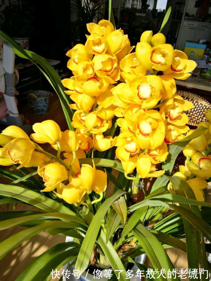 喜欢三角梅，不如养盆“精品”柠檬黄三角梅，金光灿灿，开花爆盆