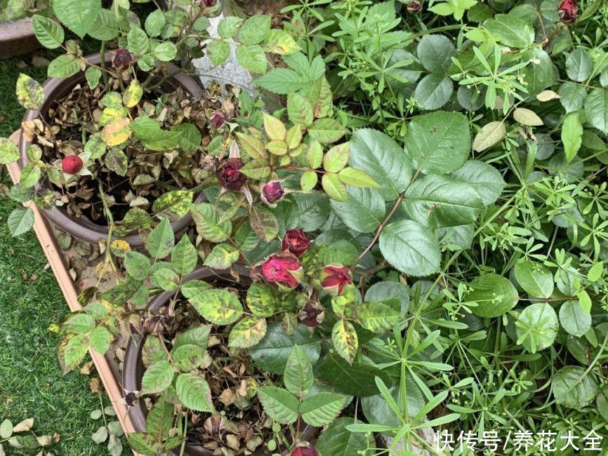 月季|养花“黑名单”实在太难养，心累