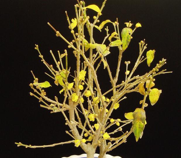 11种花一定不要再修剪，剪了影响开花，别大意