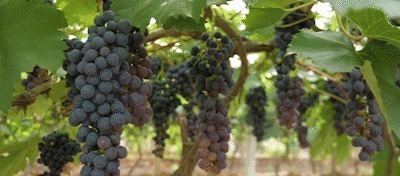 桑葚干|中国最强的解酒药,不是葡萄,每家每户都吃,偷嚼2粒3-5分钟醒酒!